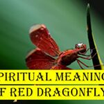 Spiritual-meaning-of-red-dragonfly