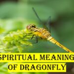 Spiritual meaning of dragonfly