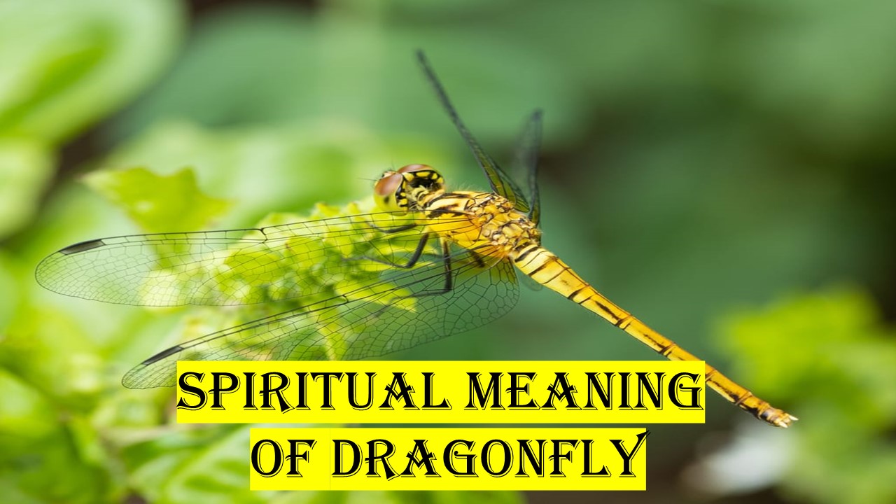 Spiritual meaning of dragonfly